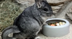 Čo jesť chinchillas v prírode a čo kŕmiť doma